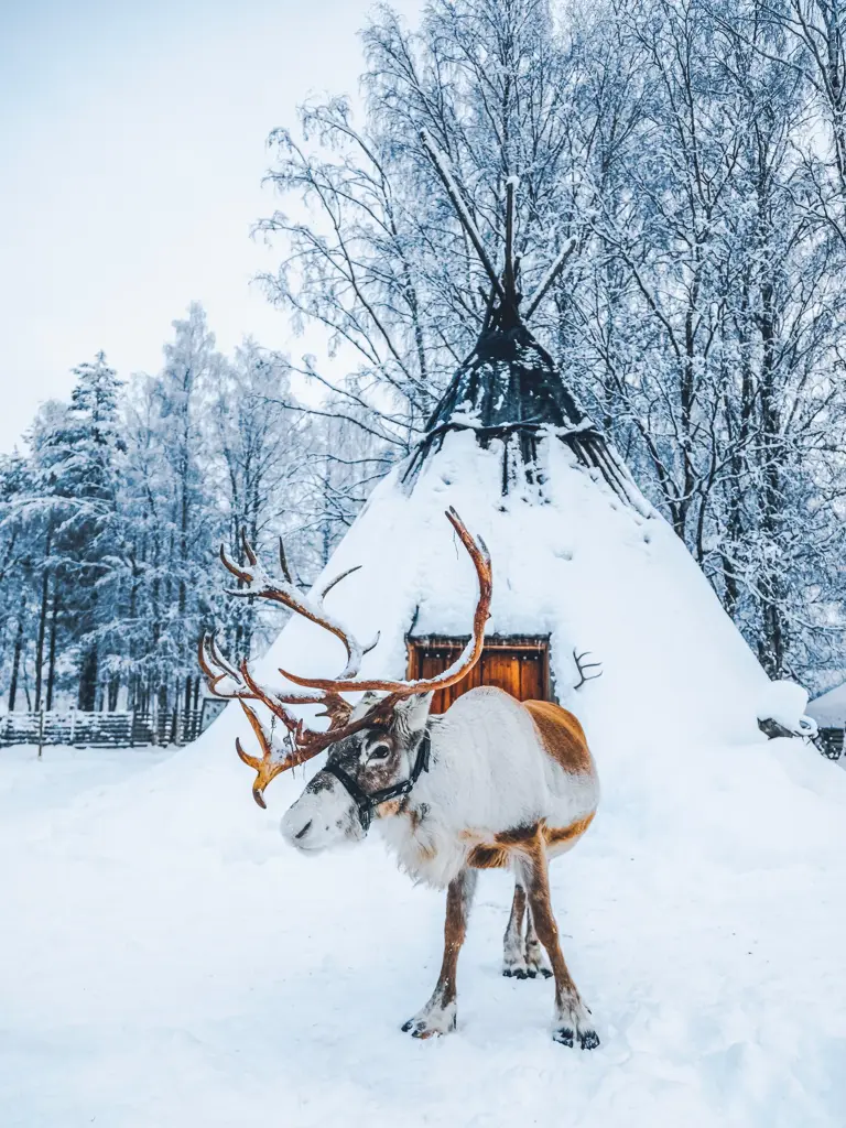 Cute reindeer waiting for sleigh standing on a snow field and looking at the camera against a snow covered traditional Lapland temporary shelter by the Sami People (lavvu, wigwam or kota) in snowy forest at night in Rovaniemi, Lapland, Finland, Europe




wigwam or kota) illuminated with lights in snowy forest at night in Rovaniemi, Lapland, Finland, Europe