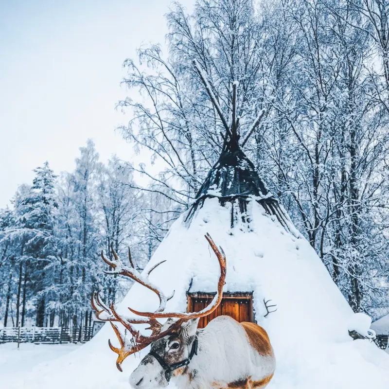 Cute reindeer waiting for sleigh standing on a snow field and looking at the camera against a snow covered traditional Lapland temporary shelter by the Sami People (lavvu, wigwam or kota) in snowy forest at night in Rovaniemi, Lapland, Finland, Europe




wigwam or kota) illuminated with lights in snowy forest at night in Rovaniemi, Lapland, Finland, Europe