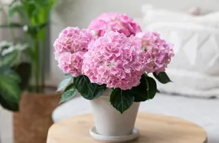 MesterGrønn-Helgekupp-Januar2026