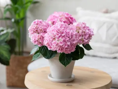 MesterGrønn-Helgekupp-Januar2026