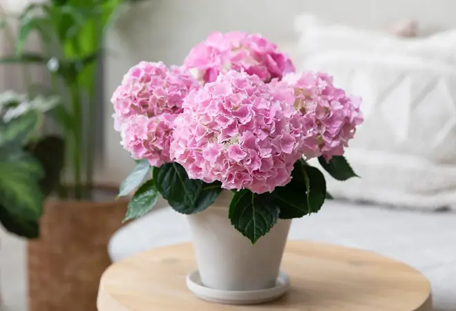 MesterGrønn-Helgekupp-Januar2026