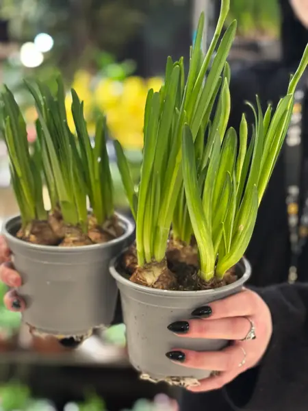 Floriss_Mars_FB og IG_2