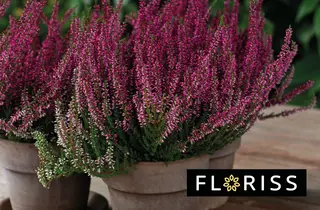 Eksempelbilde av tilbudet.