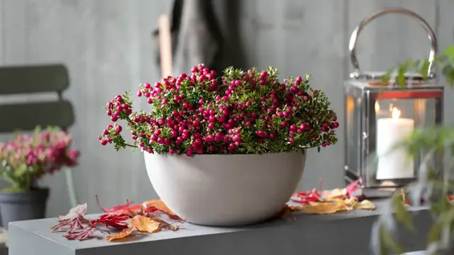 Mester Grønn 7_Host_uteplass.jpg