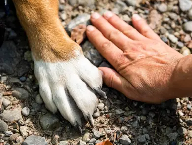 giselastillhard-paw-7231300_1920