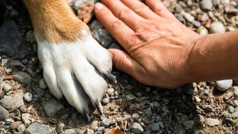 giselastillhard-paw-7231300_1920