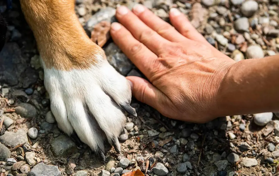 giselastillhard-paw-7231300_1920