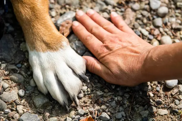 giselastillhard-paw-7231300_1920