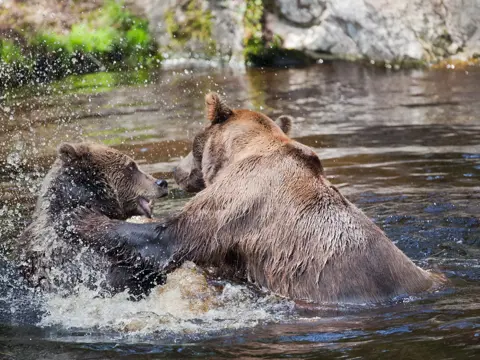Bilder mottatt av Bjørneparken, kontaktinfo kees@bjorneparken.no