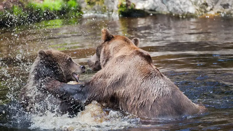 Bilder mottatt av Bjørneparken, kontaktinfo kees@bjorneparken.no