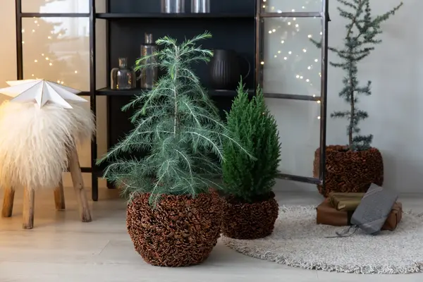 8_Novent vintergrønt