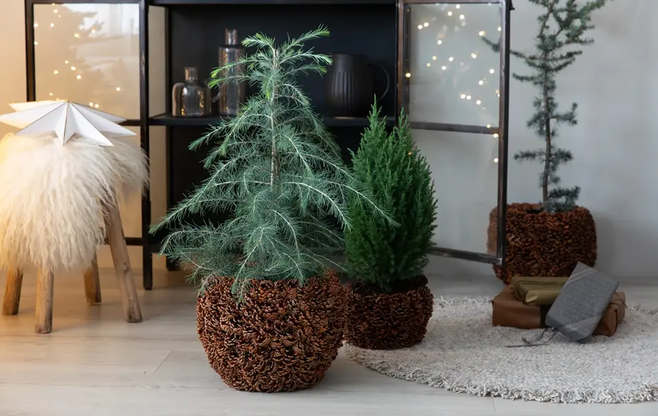 8_Novent vintergrønt