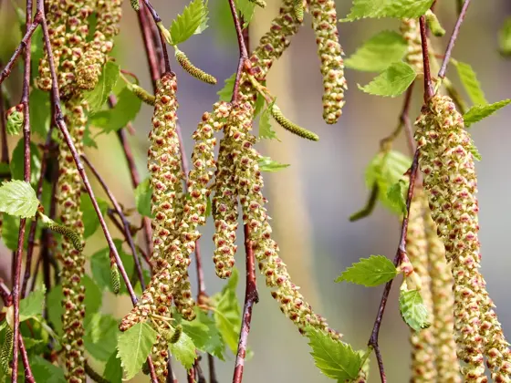 manfredrichter-birch-4125390_1920