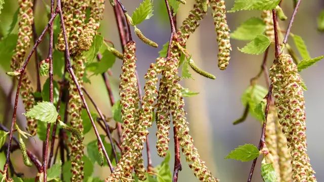 manfredrichter-birch-4125390_1920