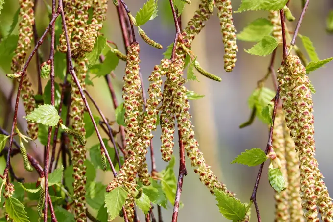 manfredrichter-birch-4125390_1920