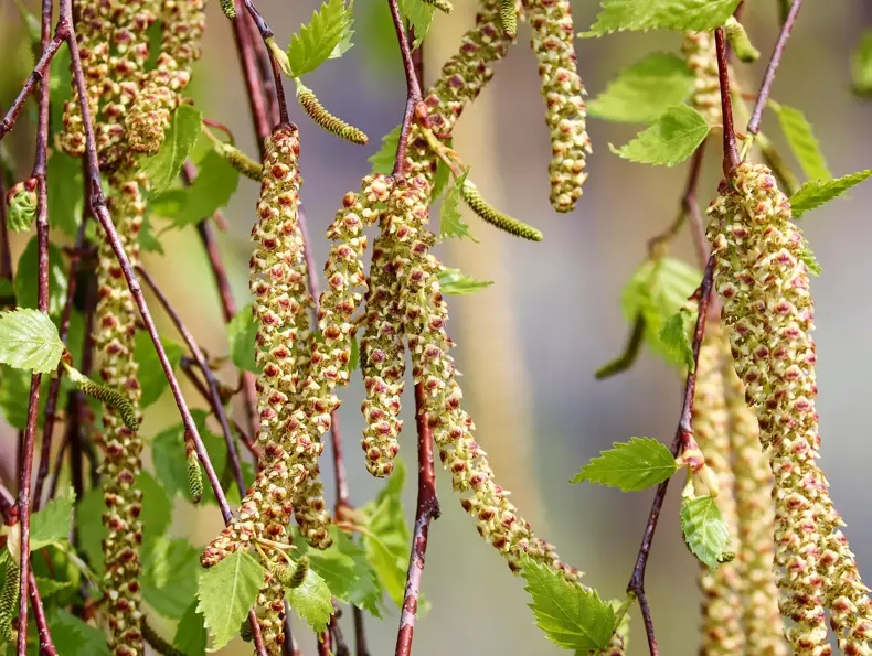 manfredrichter-birch-4125390_1920