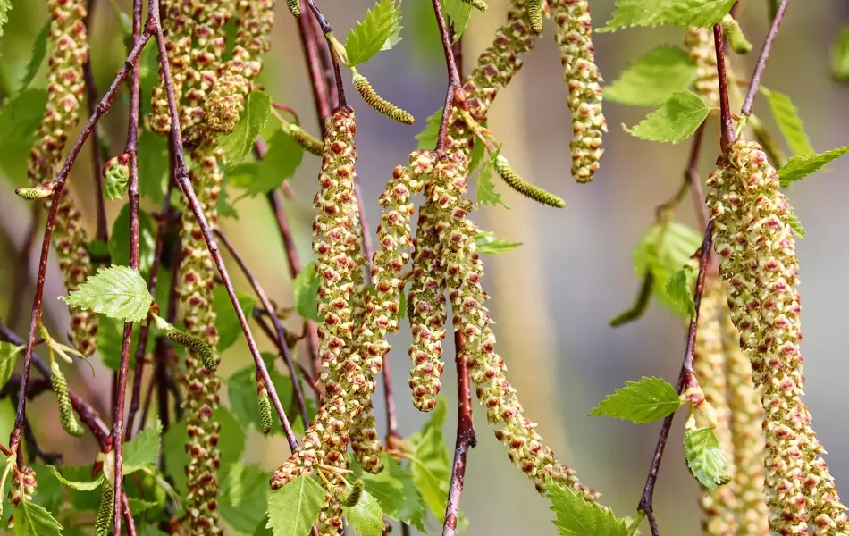 manfredrichter-birch-4125390_1920