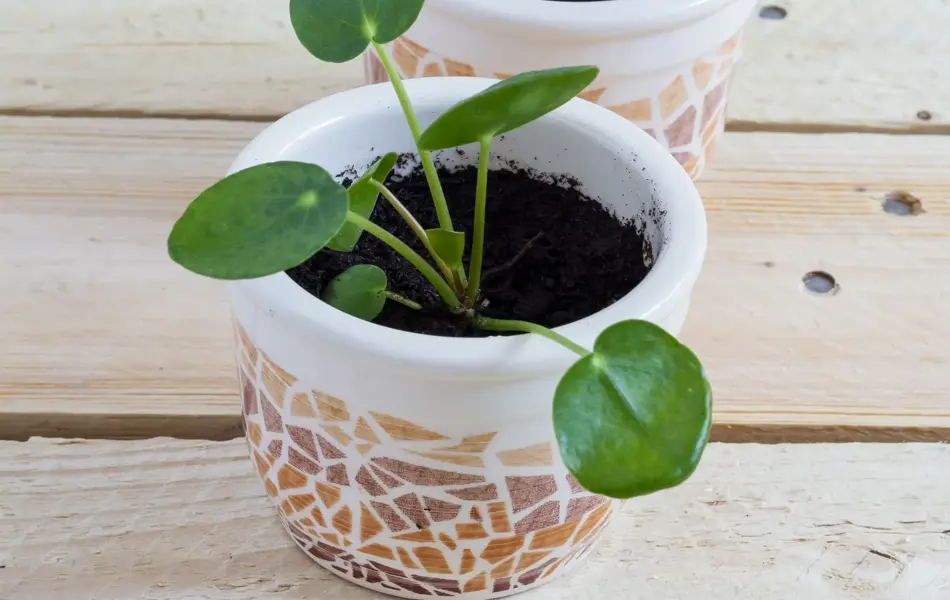 Pilea baby. Pilea peperomioides, money plant in the pot. Isolated. Wooden background.