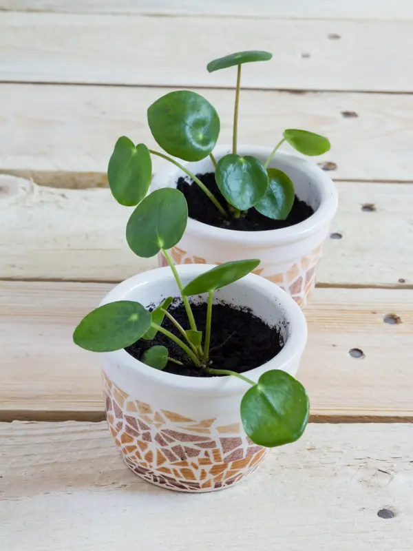 Pilea baby. Pilea peperomioides, money plant in the pot. Isolated. Wooden background.