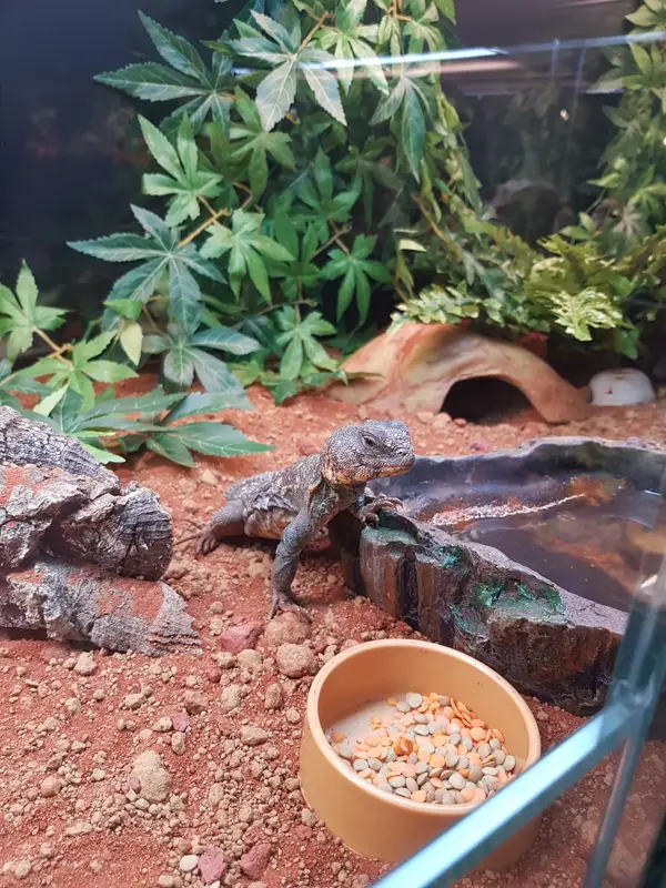 Gekko i bur