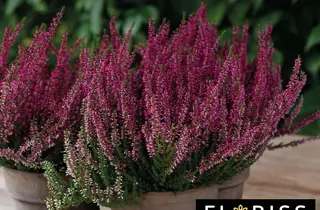 To potter med Calluna lyng.