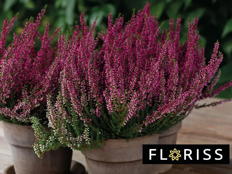 To potter med Calluna lyng.
