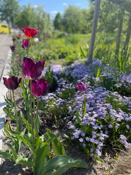 Ski Storsenter sin hage