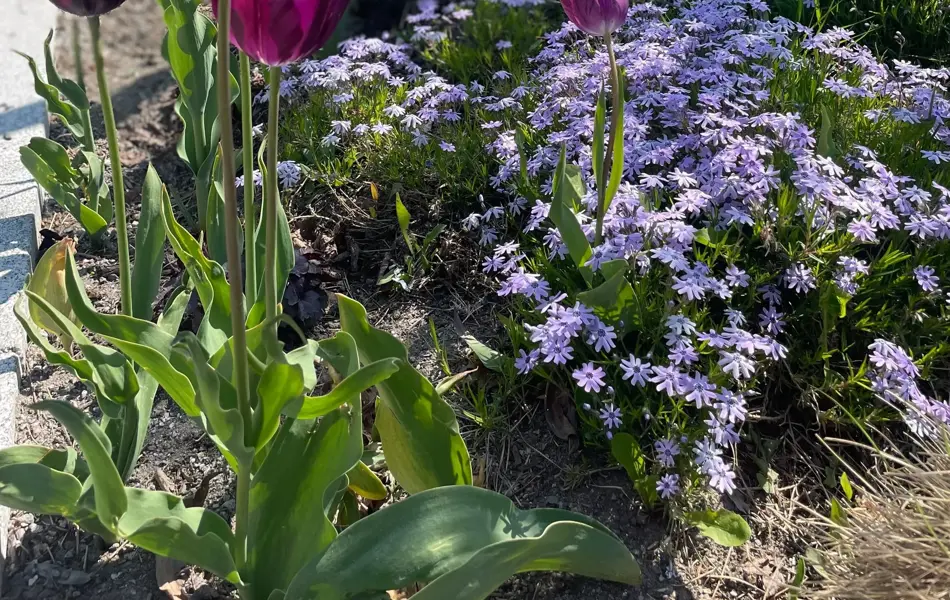 Ski Storsenter sin hage