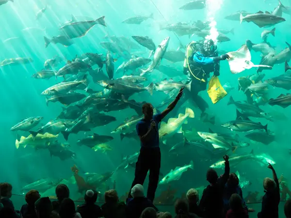 Atlanterhavsparken med dykkershow