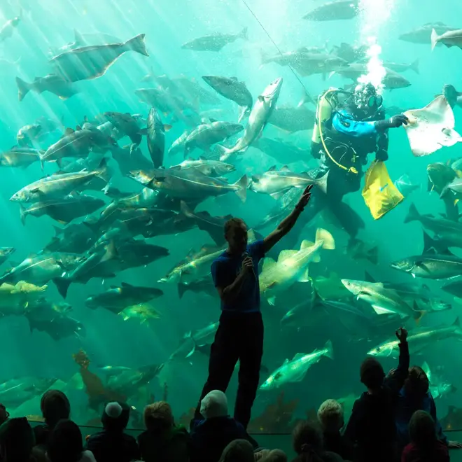 Atlanterhavsparken med dykkershow