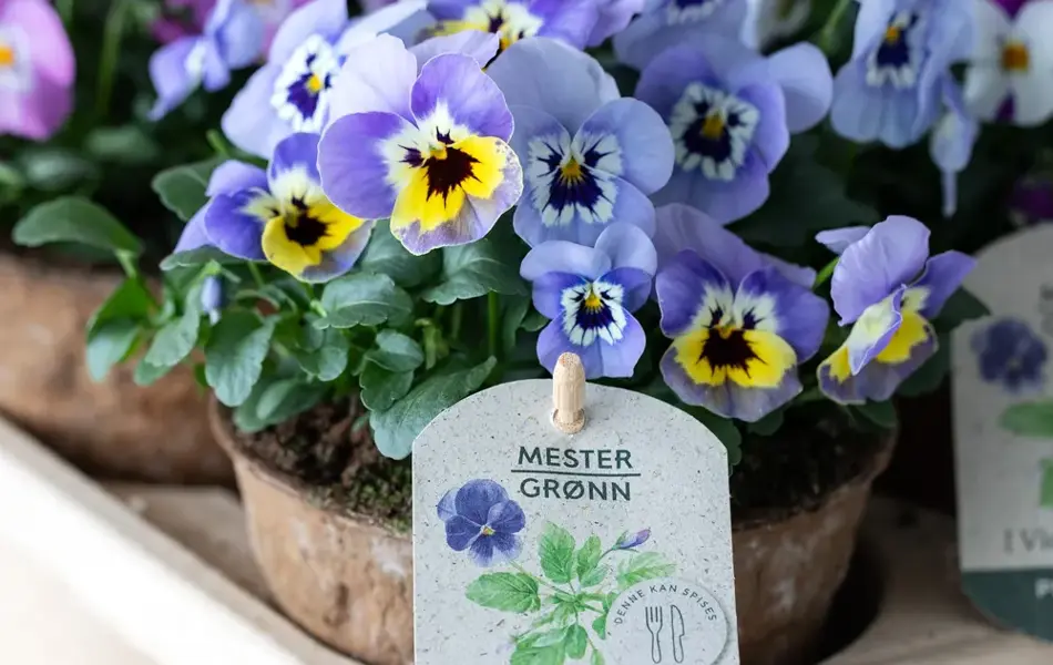 Spiselige og bievennlige Viola fra mester Grønn