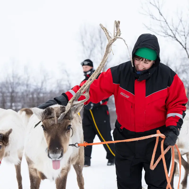 Person med rød jakke som klapper et reinsdyr ute på vinteren