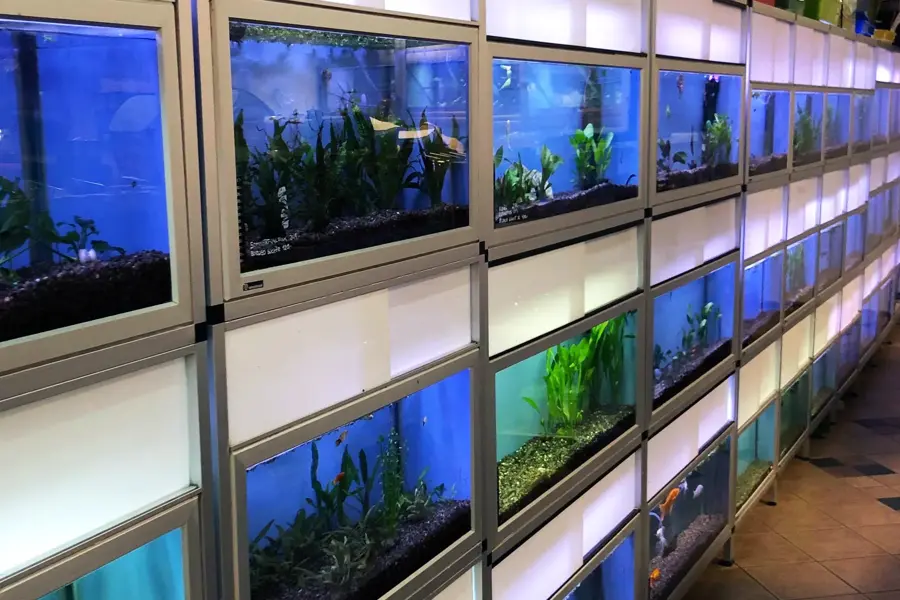 Akvarium ved siden av hverandre 