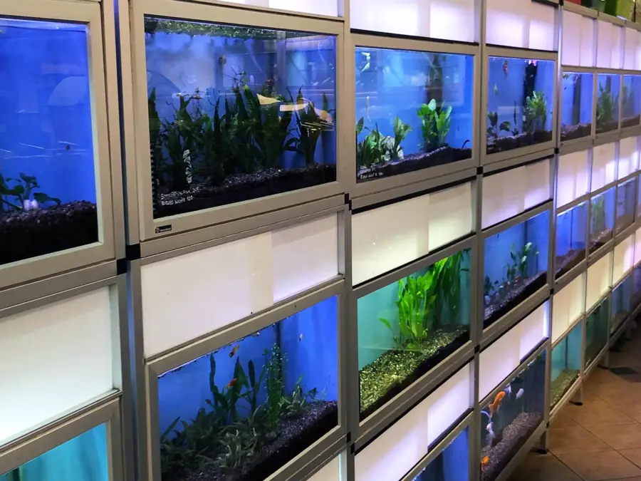 Akvarium ved siden av hverandre 