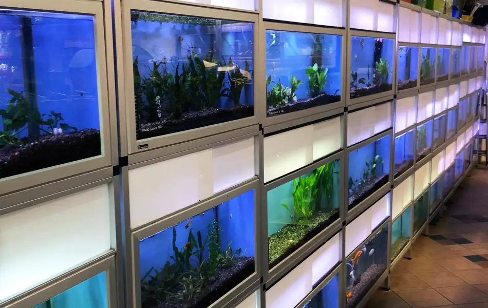 Akvarium ved siden av hverandre 