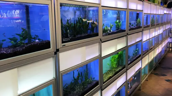 Akvarium ved siden av hverandre 