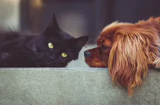 stocksnap-dog-2606759_1920