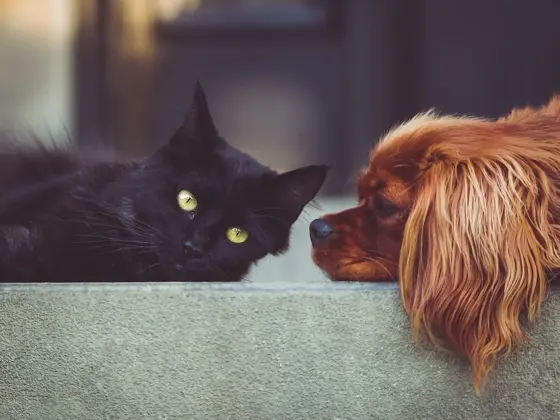 Hund och katt