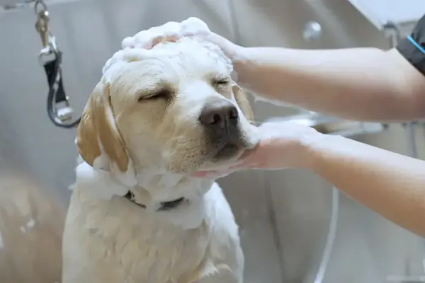 Hvit hund blir vasket