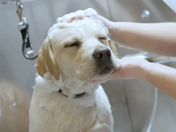 Hvit hund blir vasket