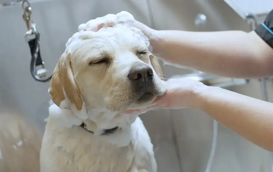 Hvit hund blir vasket