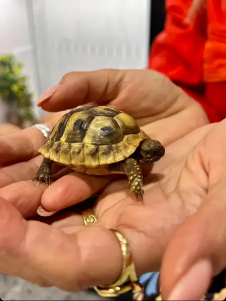 Skilpadde fra Dyrego