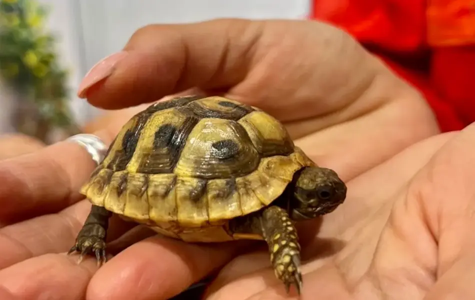 Skilpadde fra Dyrego