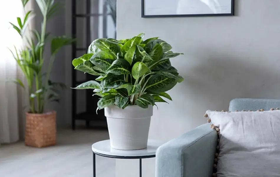 Grønne planter fra Mester Grønn