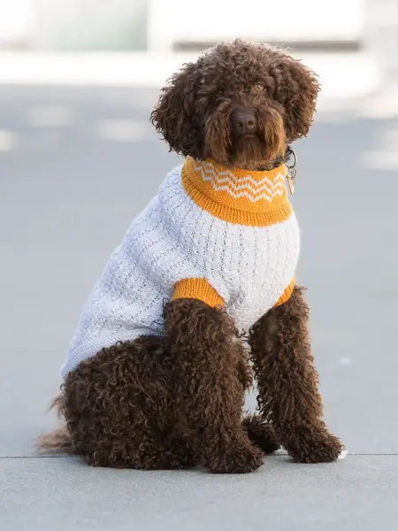 hund med hvit og oransje genser