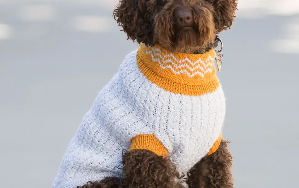 hund med hvit og oransje genser