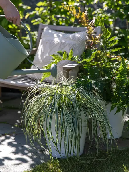 Vann plantene godt før du bruker ferievanneren