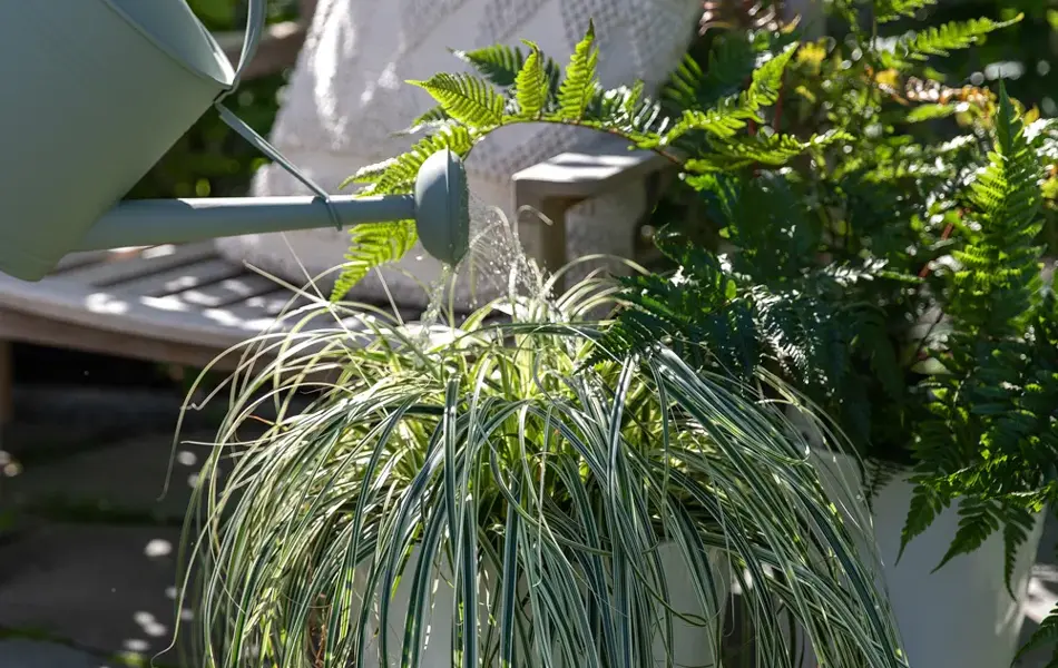 Vann plantene godt før du bruker ferievanneren