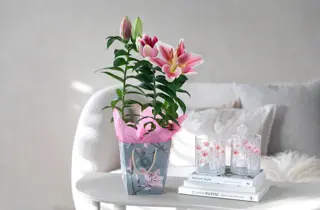 MesterGrønn_Lilje i gavebag_kr200