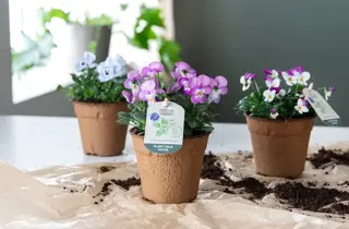 mester-gronn-viola-cornuta-uke11-4.3